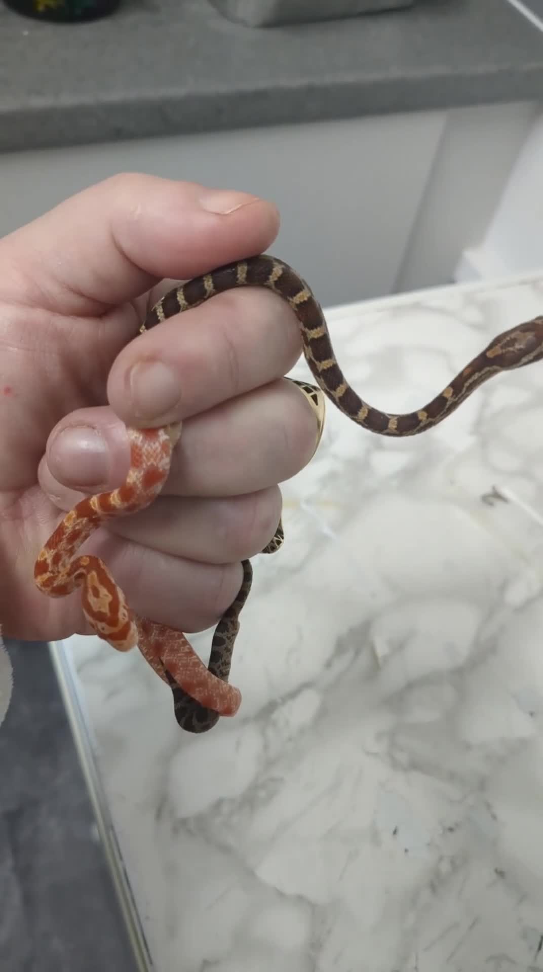 Corn Snake reptiles for sale: Baby cornsnakes x2 - Video 2
