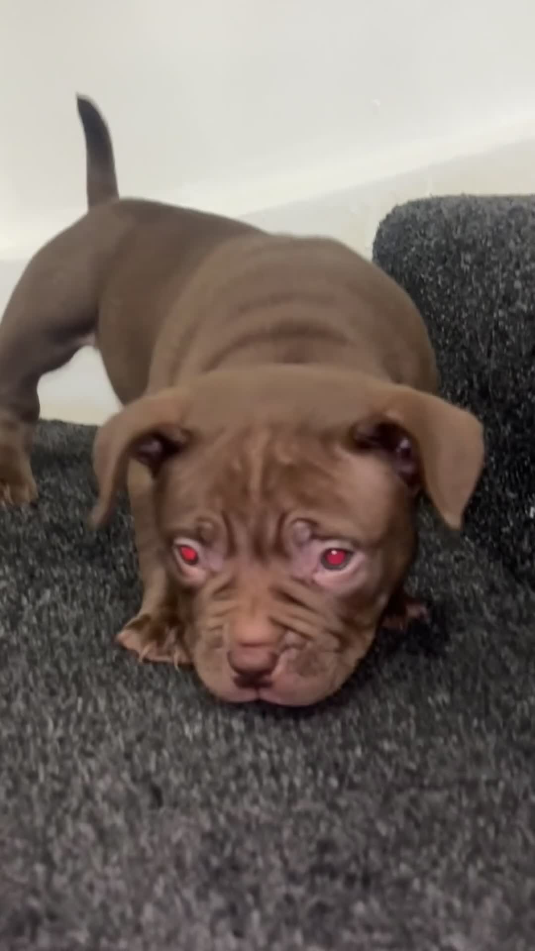 American Bully dogs for sale: Pocket bully pups ready too leave 11th dec - Video 3