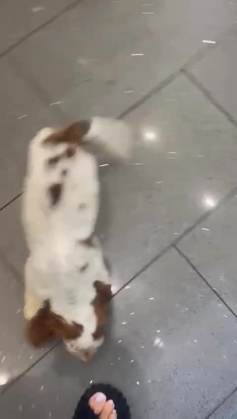 Cocker Spaniel dogs for sale: Show cocker spaniels Chocolate tan and white - Video 2