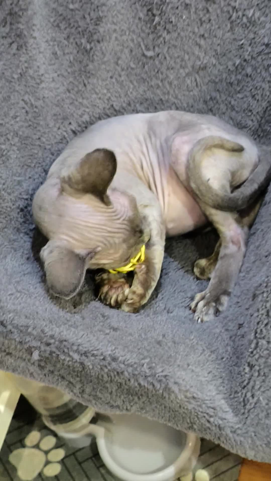 Sphynx cats for sale: *LAST ONE* Gorgeous Sphynx Girl - 12 Weeks Old - Video 3