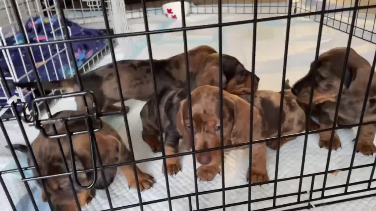 Dachshund dogs for sale: 5 dachshund puppies - Video 1