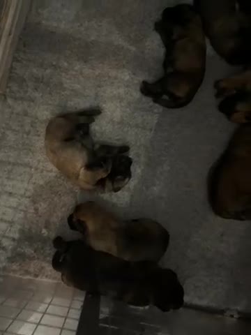 Belgian Shepherd Dog dogs for sale: Belgain Mali pups  in Grimsby - Video 2