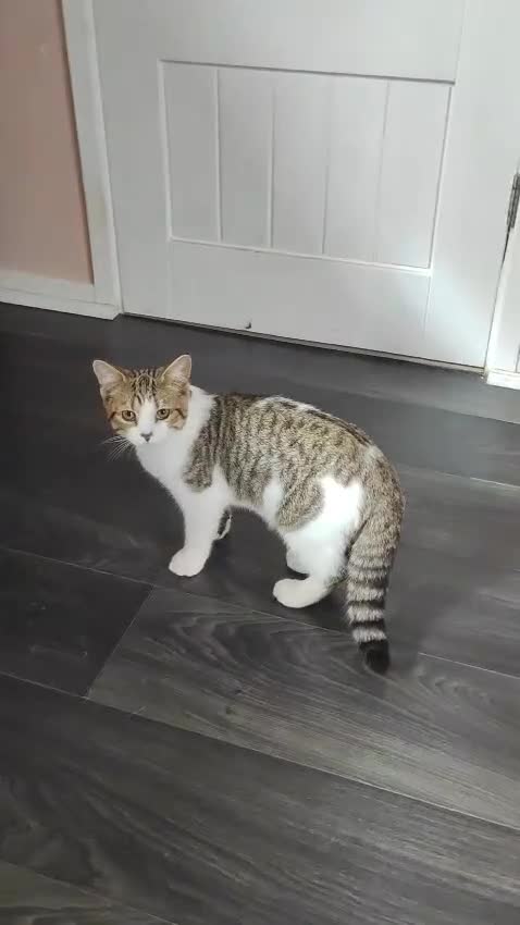 British Shorthair cats for sale: AVAILABLE - STUNNING BSH BOY - READY TO LEAVE - Video 1