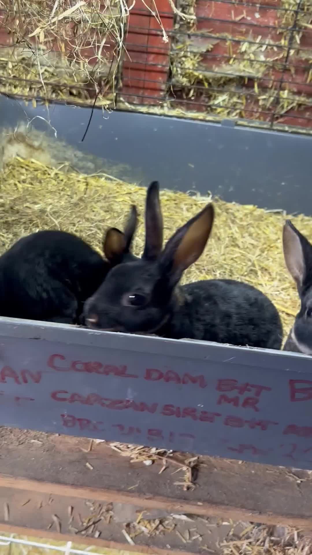 Rex rabbits for sale: Various Mini Rex  - Video 5