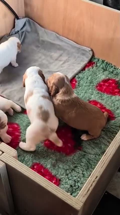 Cocker Spaniel dogs for sale: Four Pure-Bred Cocker Spaniel Puppies Available in Nottingham - Video 1