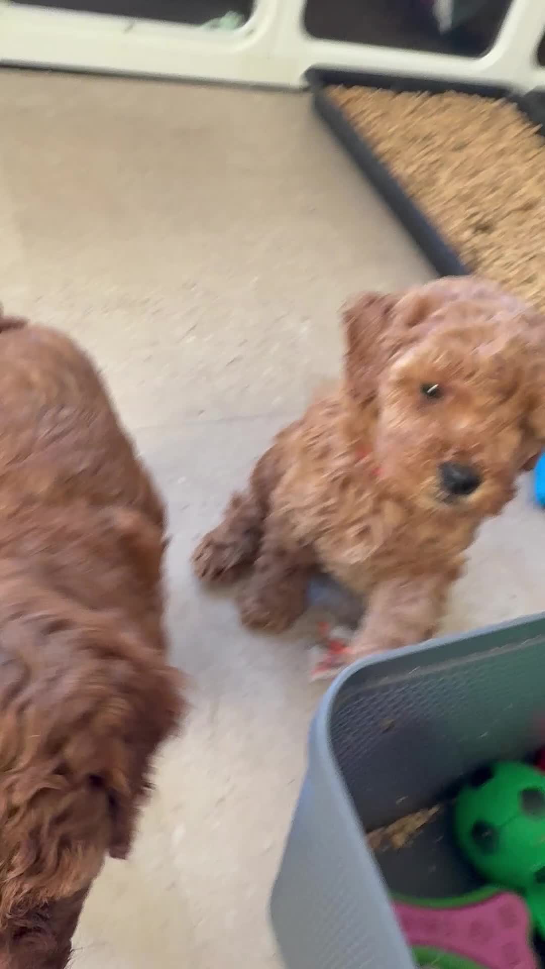 Cockapoo dogs for sale: 🥰🐶COCKAPOO🐶♥️ MOST ALREADY RESERVED♥️🐶 - Video 2