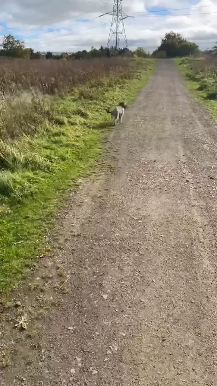 Cockapoo dogs for sale: Toy Cockapoo’s  - Video 1