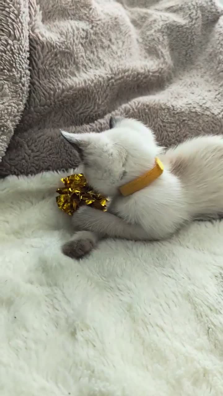 Siamese cats for sale: Siamese male and female kittens for sale ❤️ - Video 1