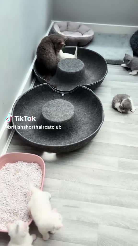 British Shorthair cats for sale: (READY TO LEAVE NOW) British shorthair kittens  - Video 3