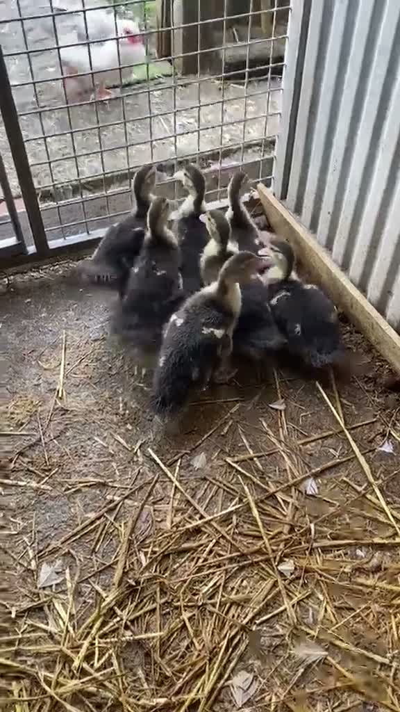 Ducks poultry for sale: Muscovy ducklings - Video 1