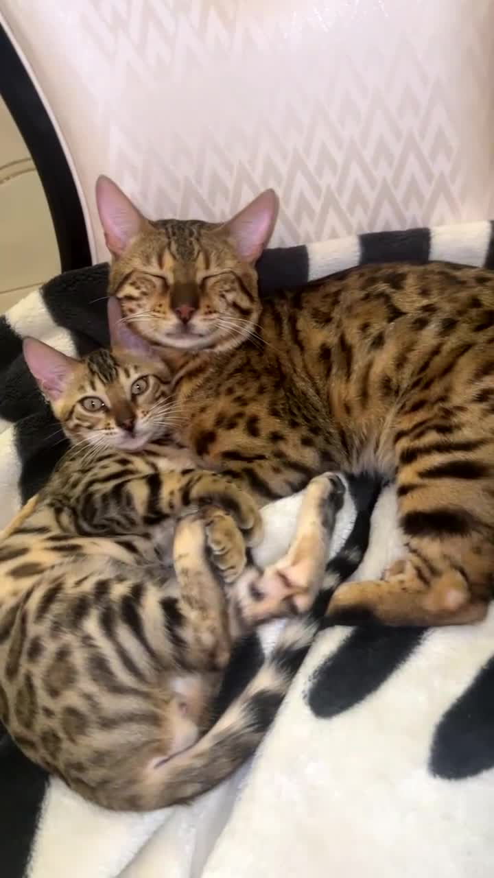 Bengal cats for sale: Stunning bengal cats in Chigwell - Video 1