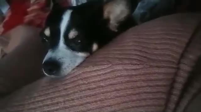 Chihuahua dogs for sale: ​🐾 Charming & Musical Prince 🐾  - Video 1