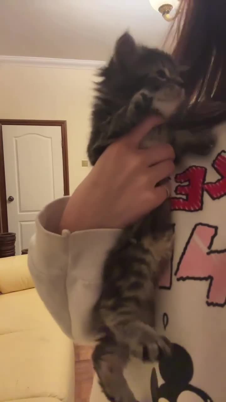 Norwegian Forest Cat cats for sale: Adorable Norwegian forest kittens for sale  - Video 2