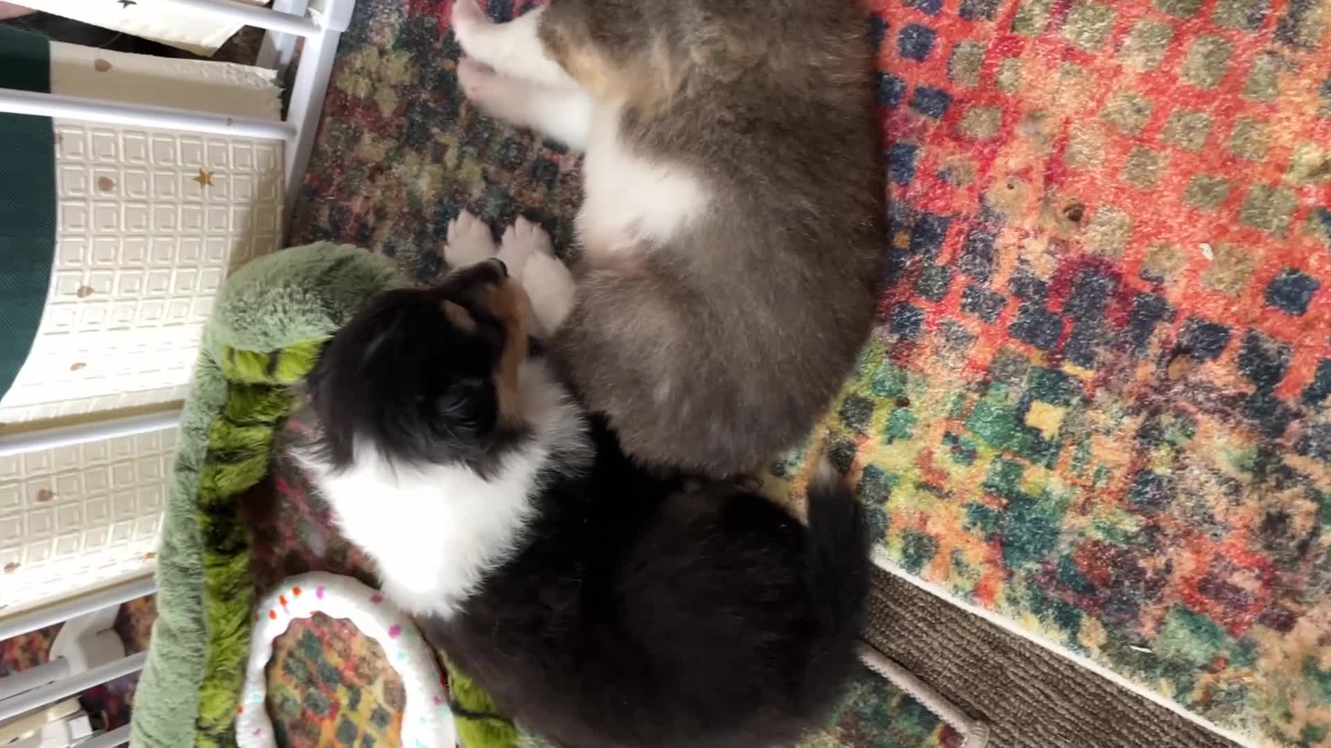Rough Collie dogs for sale: HAPPY HEALTHY FREE DM-CEA-MDR1-PRA. NO INBREEDING. - Video 3