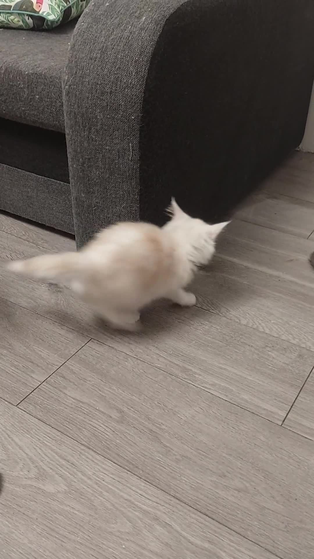 Maine Coon cats for sale: TICA REGISTERED DNA CLEAR MAINE Coons 🐈🐈🐈 - Video 3