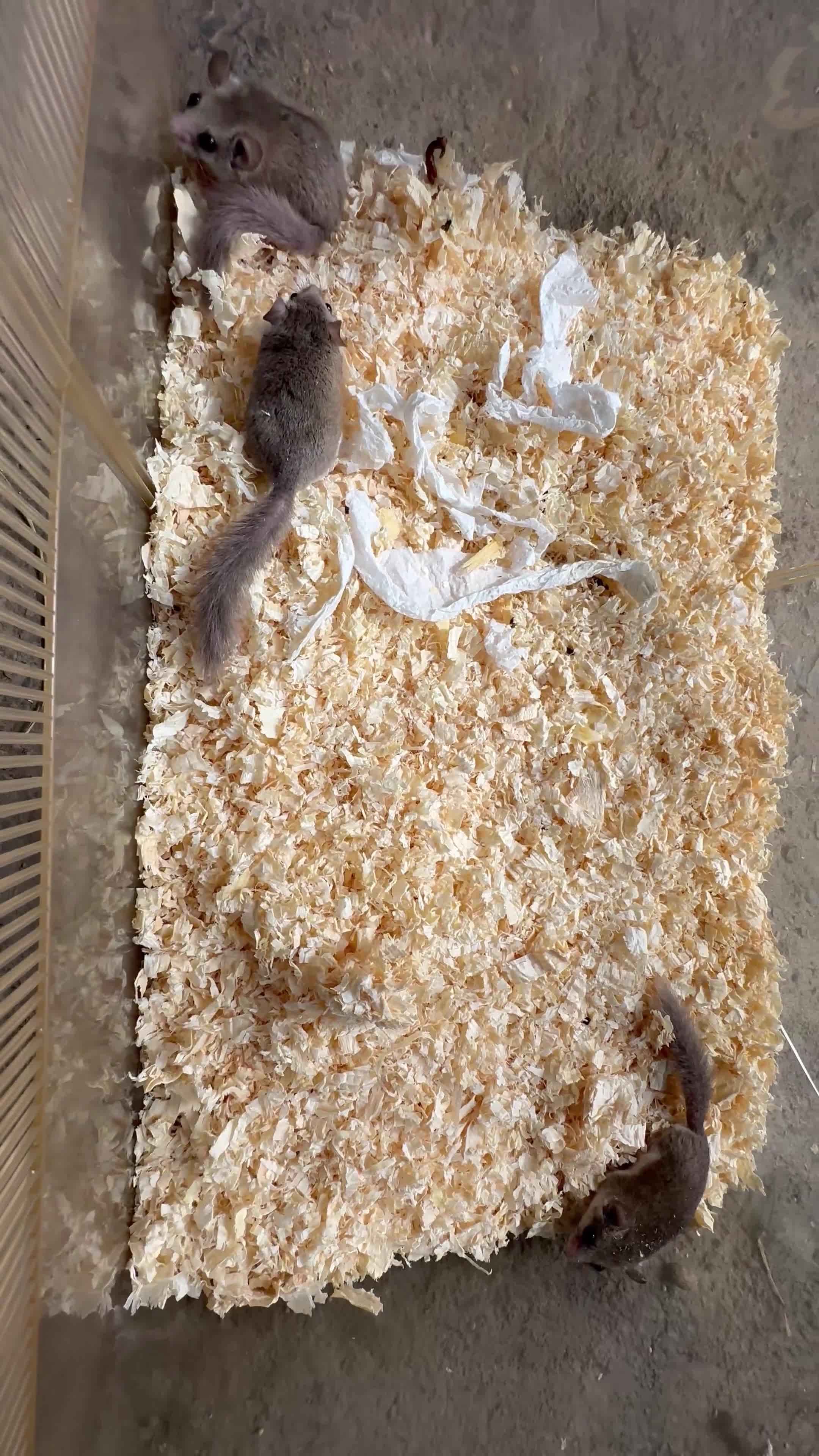 Mouse rodents for sale: Fancy Mice & African Pygmy Doormice Available  - Video 1