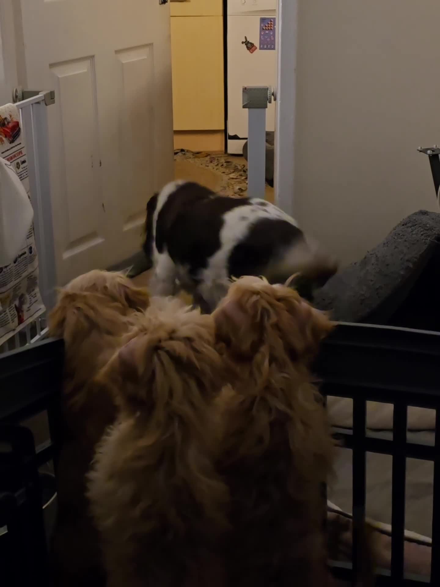 Cavapoo dogs for sale: 🐾Cavapoo: Litter Embark DNA Tested, Sire KC Reg🐾 - Video 3