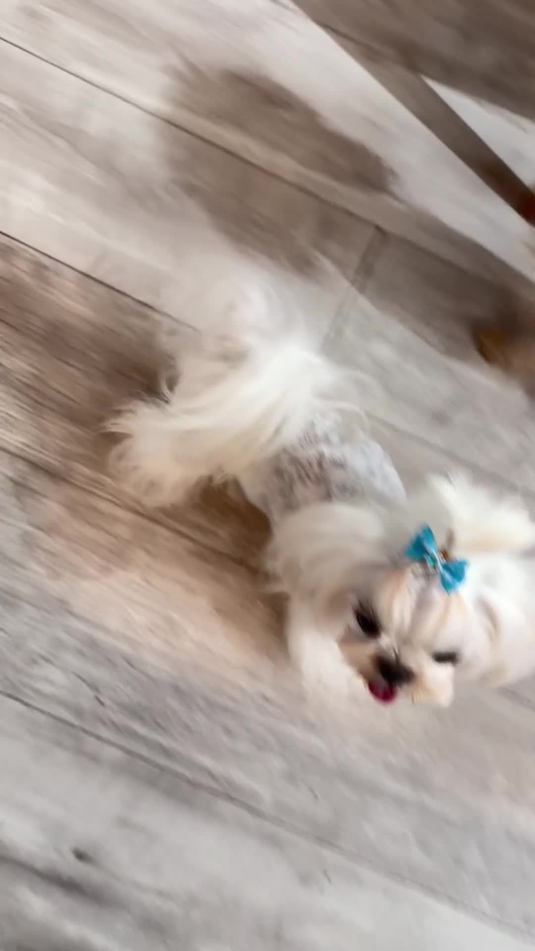 Maltese dogs for stud: KC Korean Doll Face Maltese Boy  - Video 1