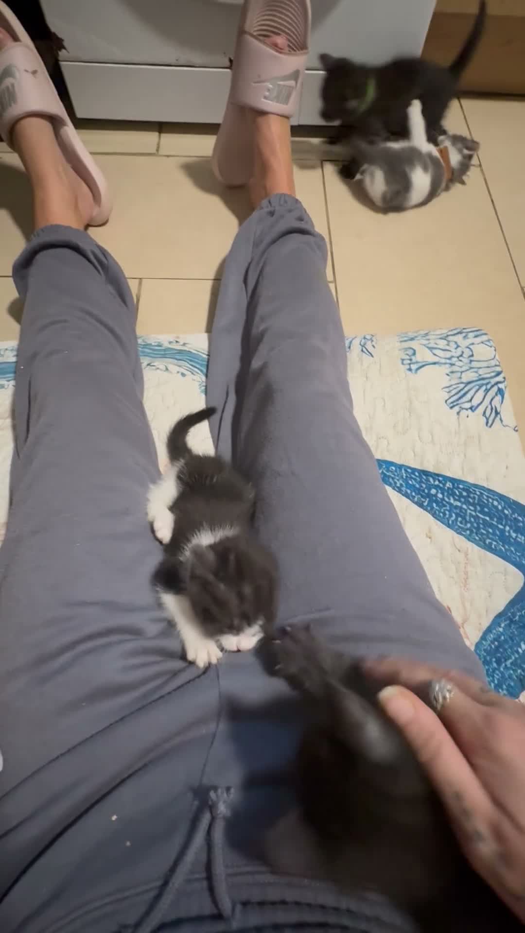 Mixed Breed cats for sale: 5 BBSH x mixed kittens black white grey - Video 2
