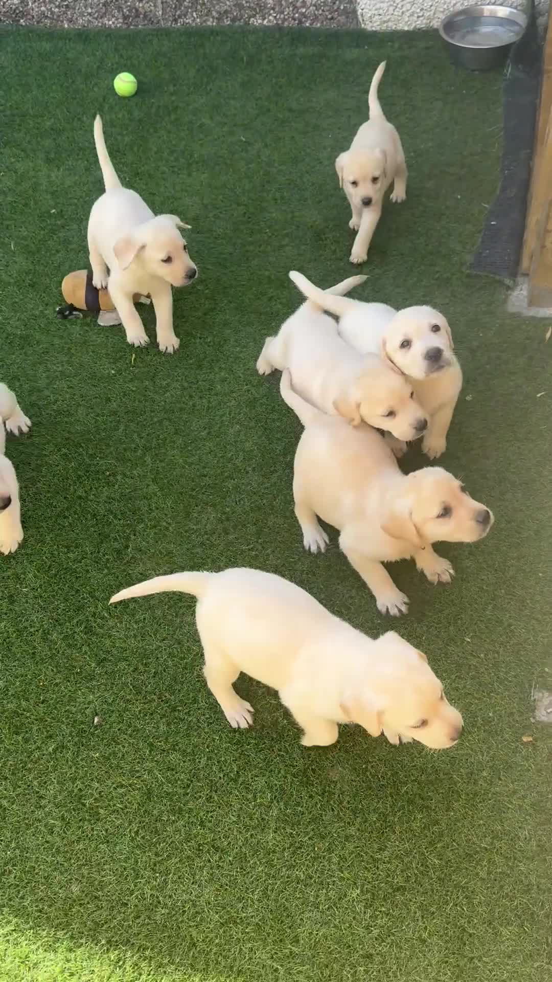 Labrador Retriever dogs for sale: PRICE REDUCED✨Ready now✨ One boy left available ✨ - Video 3
