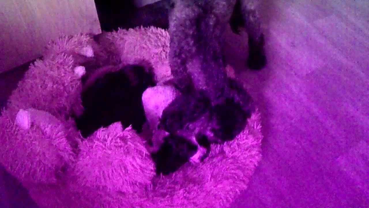 Cockapoo dogs for sale:  Cockapoo puppies - Video 1