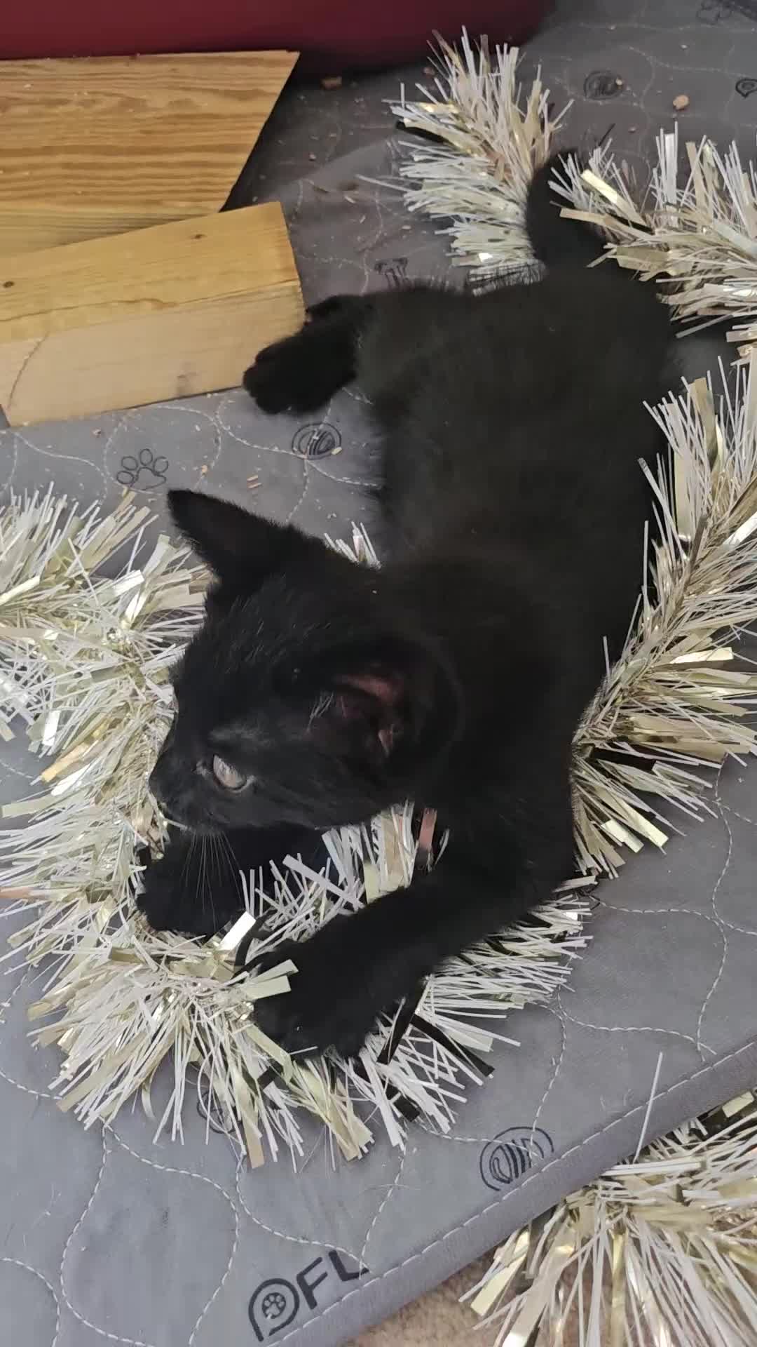 Domestic Shorthair cats for sale: Adorable kittens -Hayling island  - Video 1