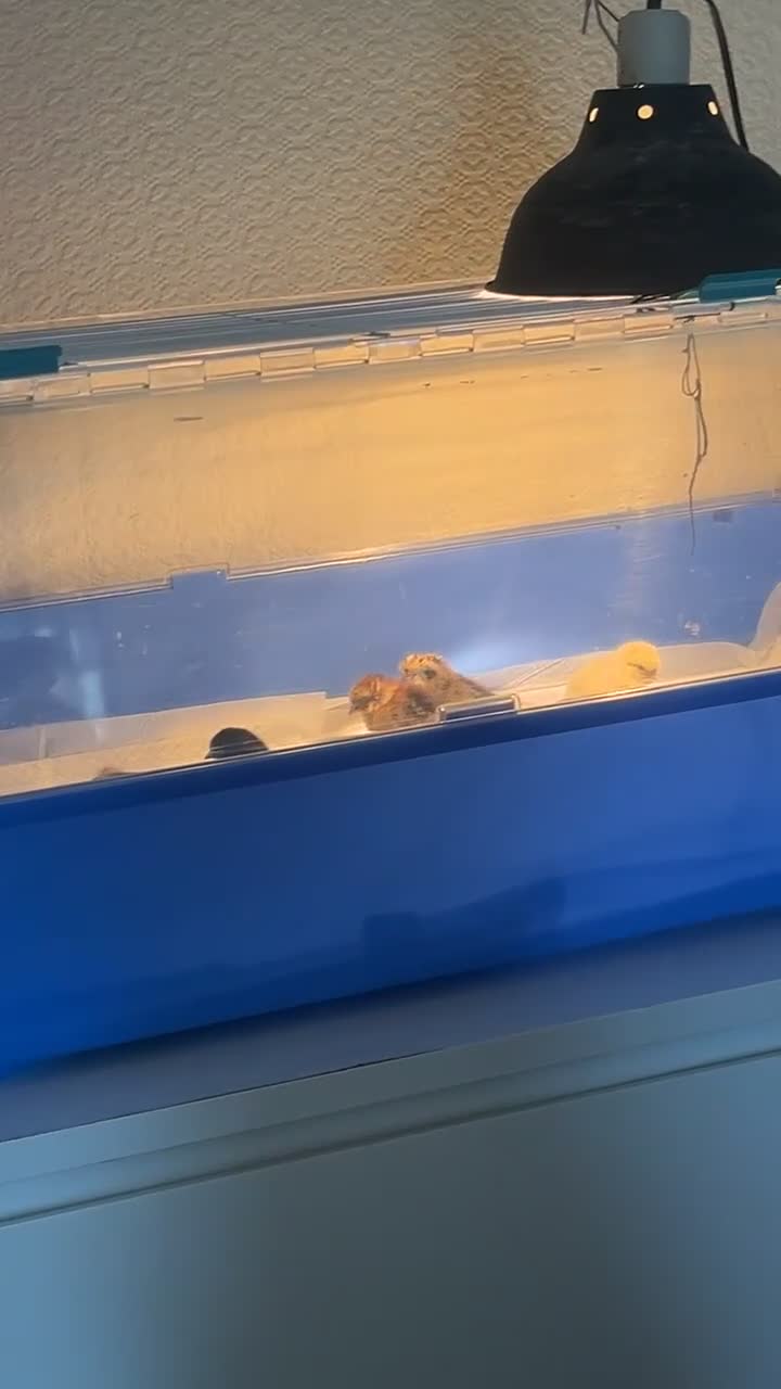 Chickens poultry for sale: Two 2 weeks old chicks  - Video 1