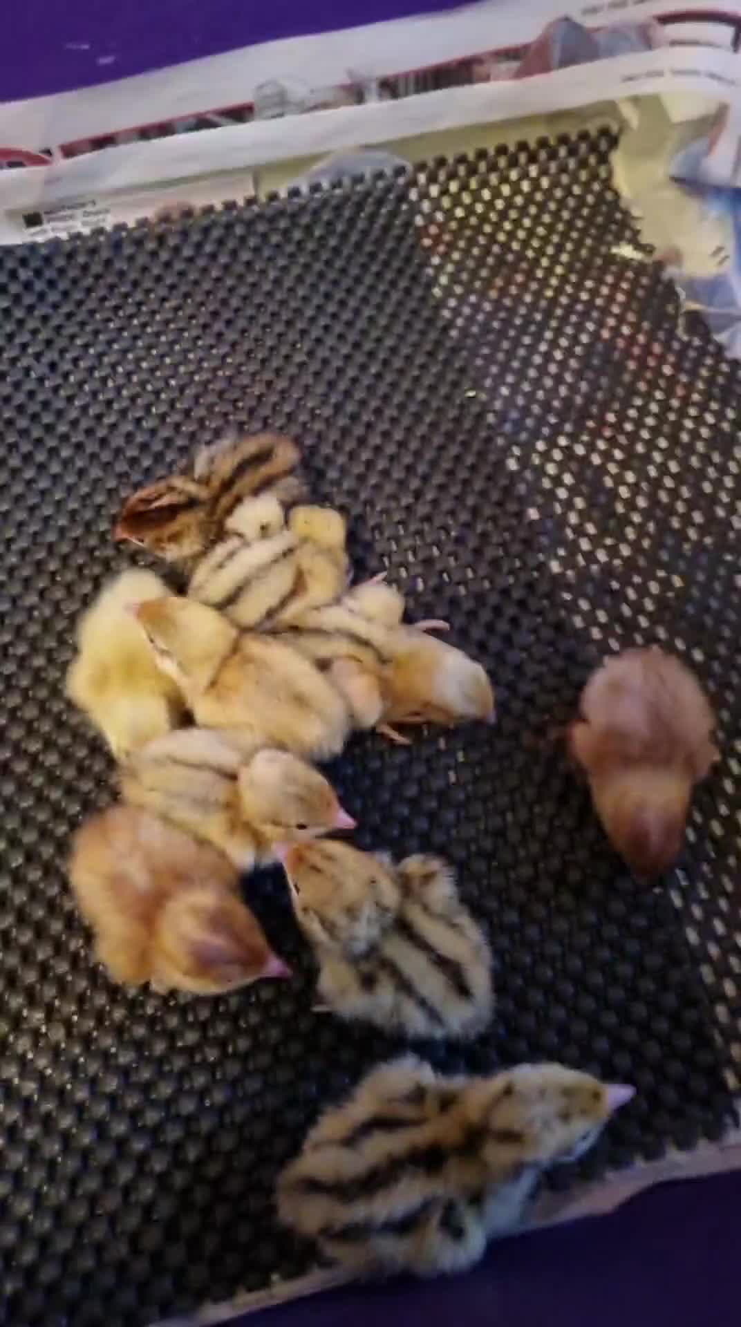 Quail poultry for sale: Coturnix quail chics - Video 2