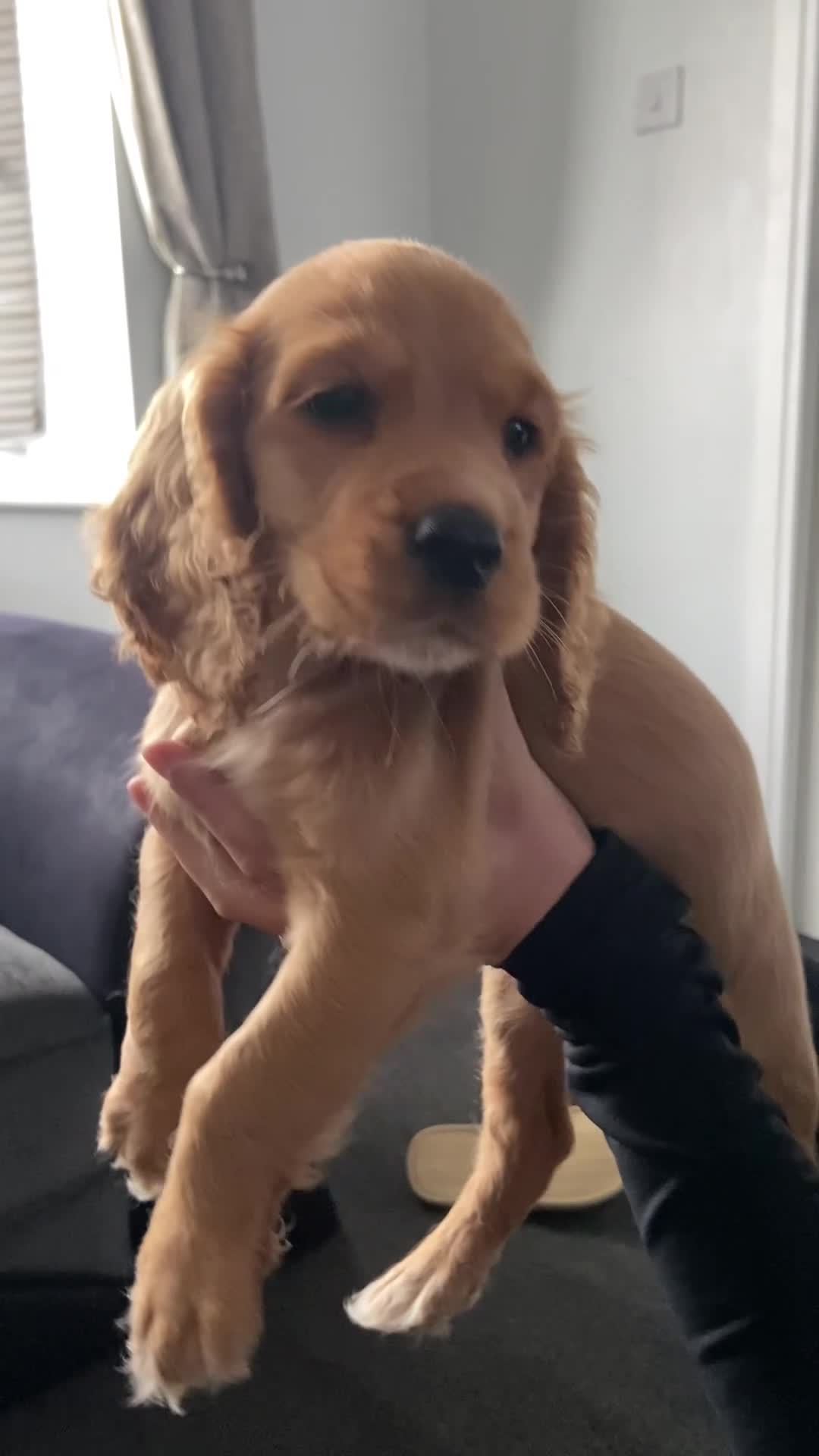Cocker Spaniel dogs for sale: Cocker spaniel puppies  in York - Video 1