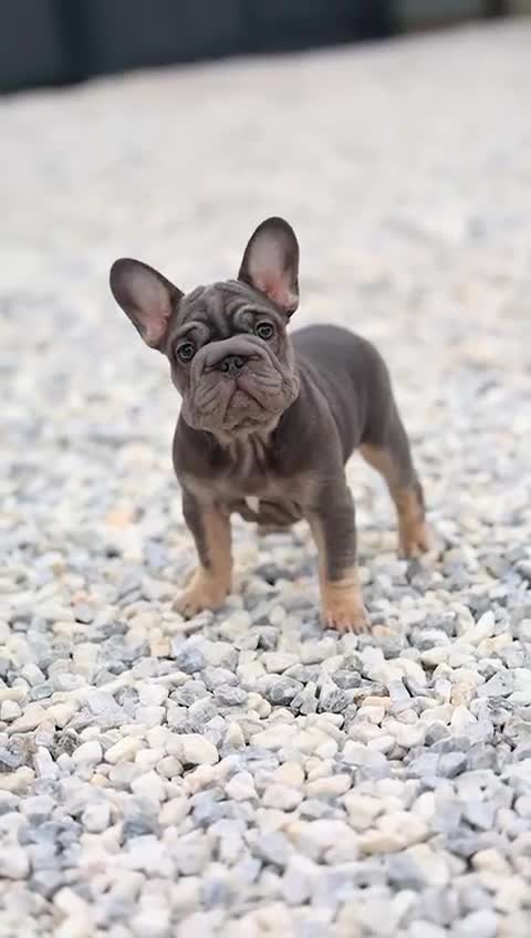 French Bulldog dogs for sale: ✨Two Gorgeous French Bulldog Boys ✨ - Video 2