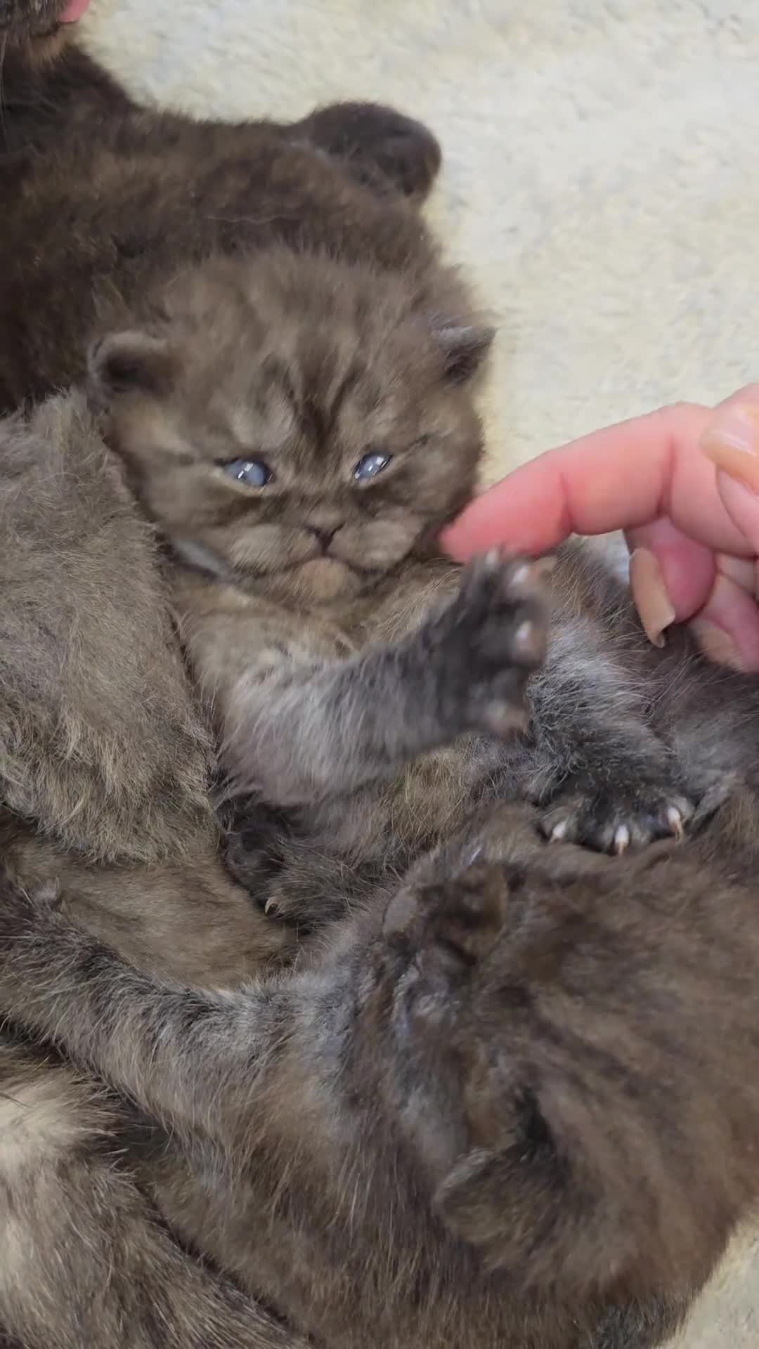 British Shorthair cats for sale: Black smoke british shorthair and 1 blue longhair - Video 1