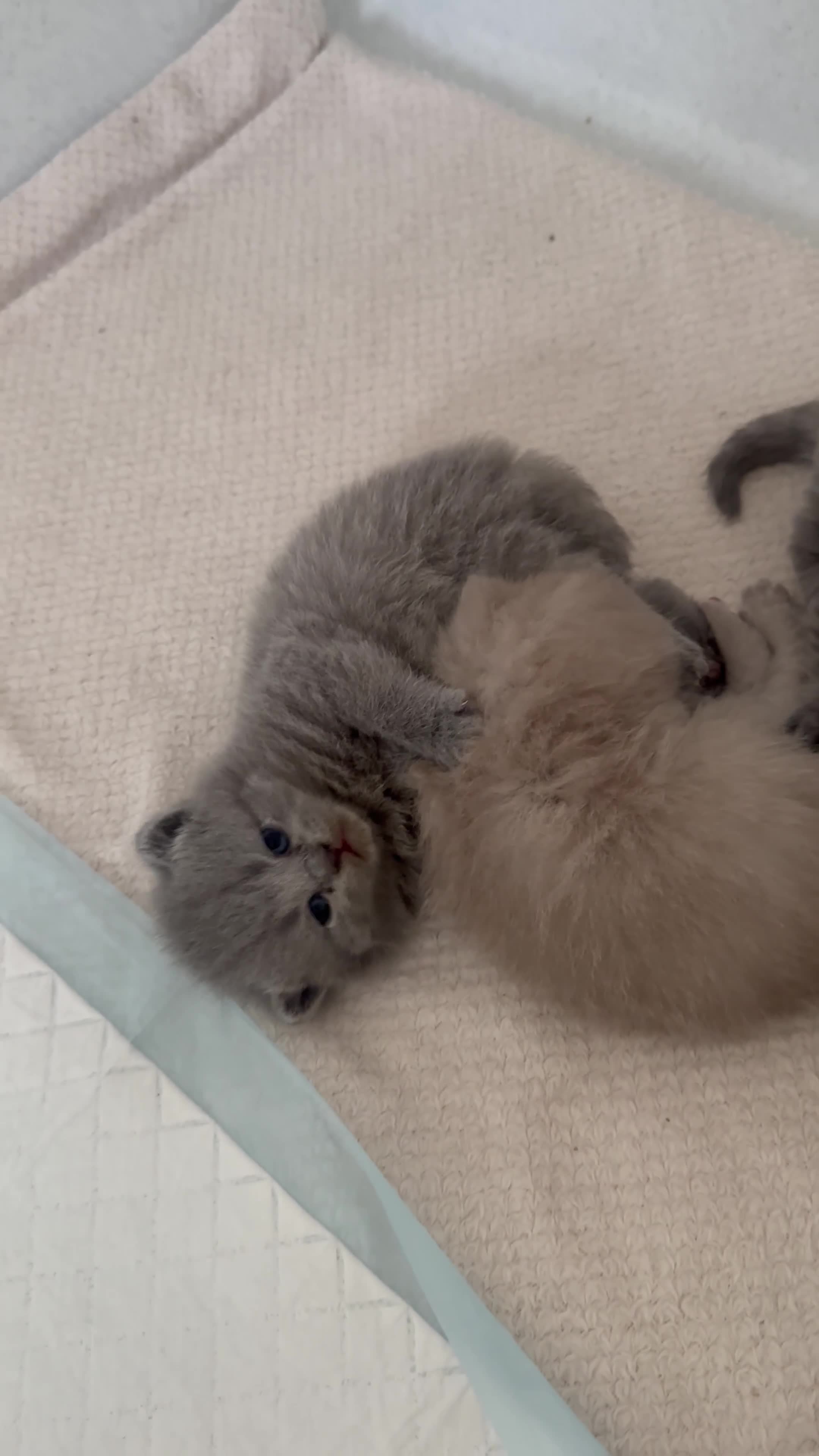 British Shorthair cats for sale: Pedigree British Shorthair Kittens  - Video 1