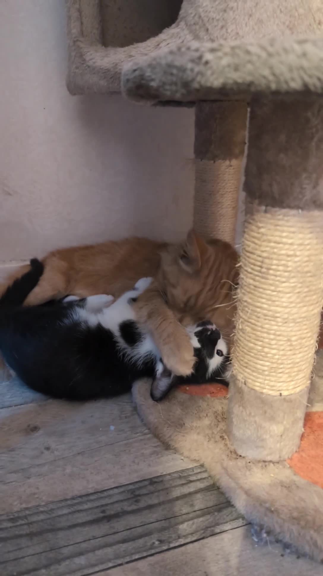 Oriental cats for sale: Mixed Oriental kittens ready for their new home  - Video 3