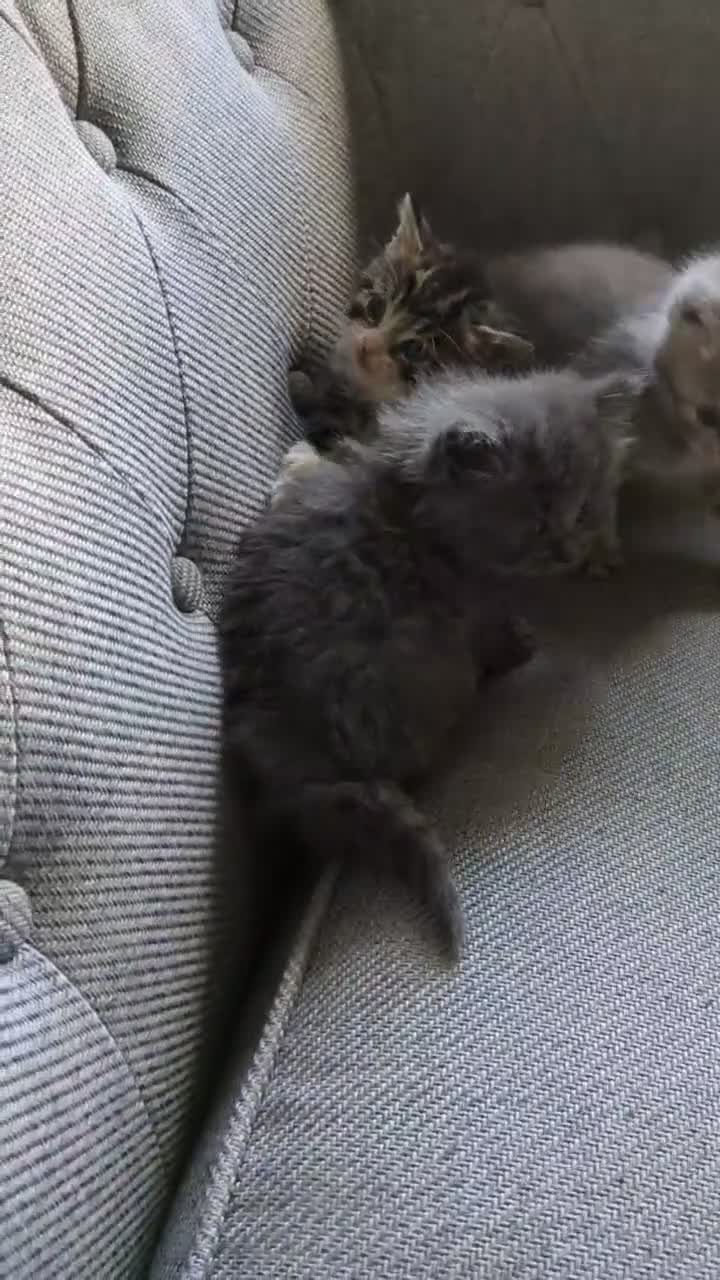 British Shorthair cats for sale: British shorthair cross kittens  - Video 1