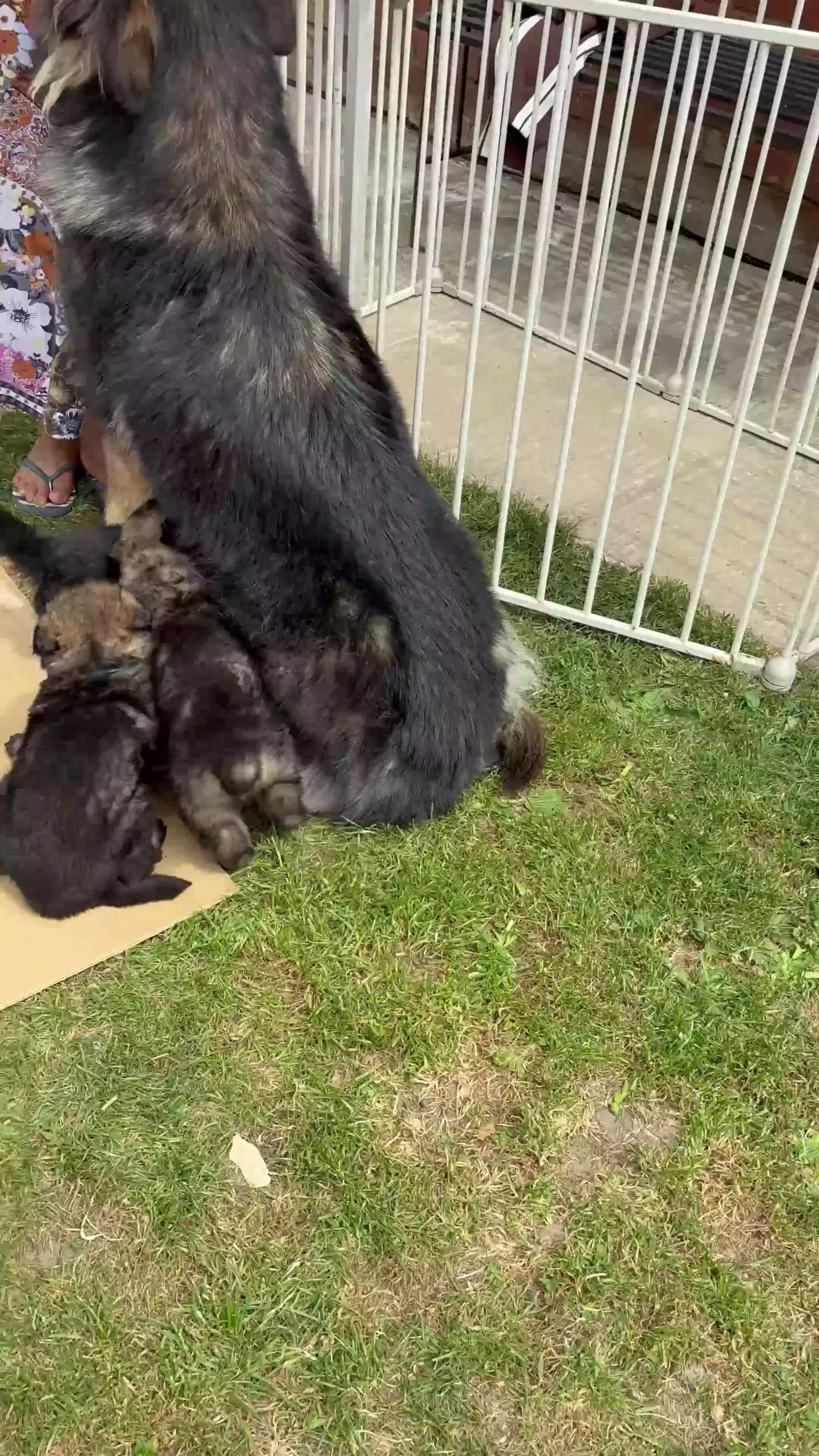 German Shepherd dogs for sale: Beautiful German Shepherd puppies for sale in Stanford-le-Hope - Video 1