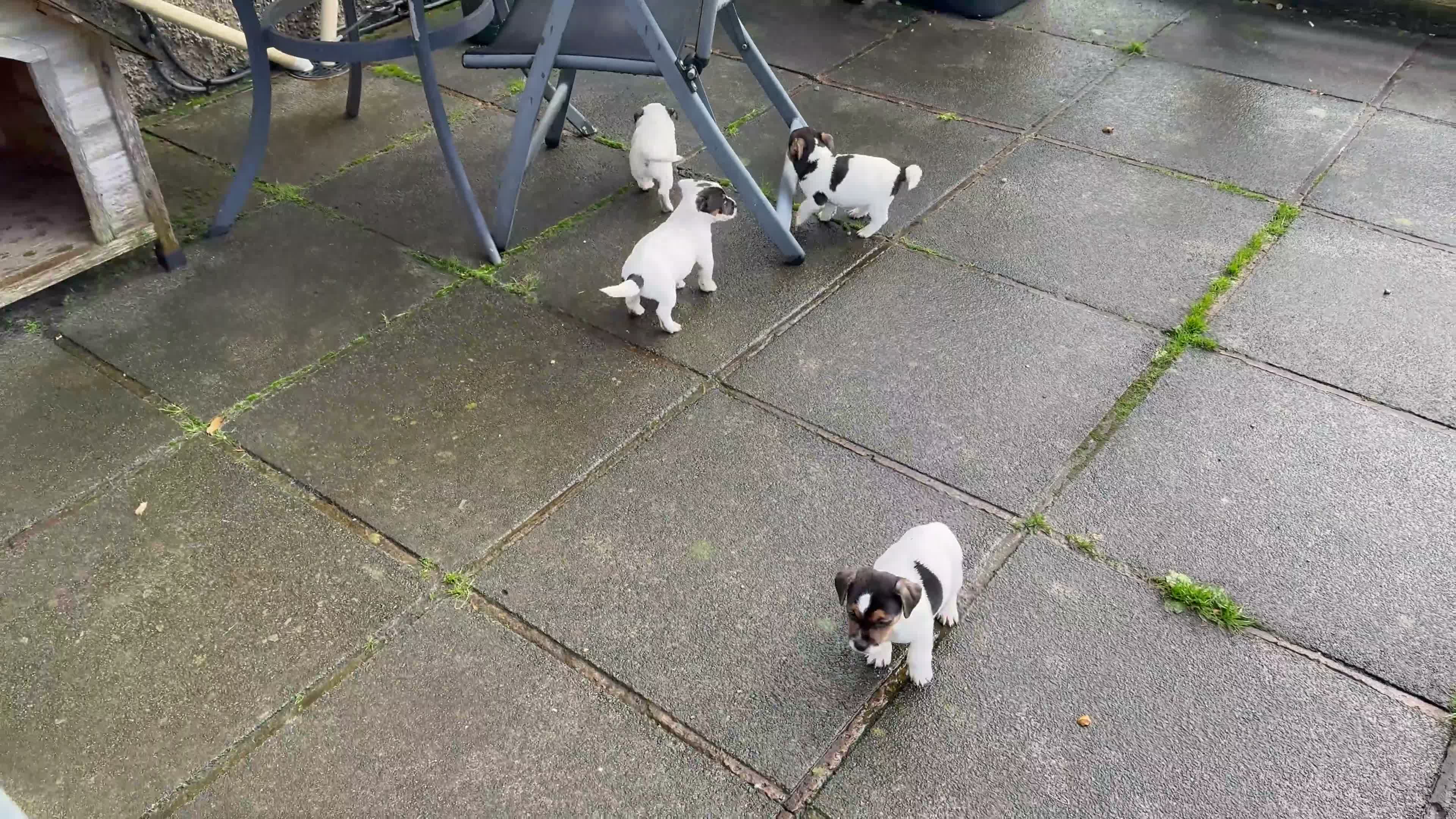 Jack Russell dogs for sale: 4 lovley jack russell boys - Video 1