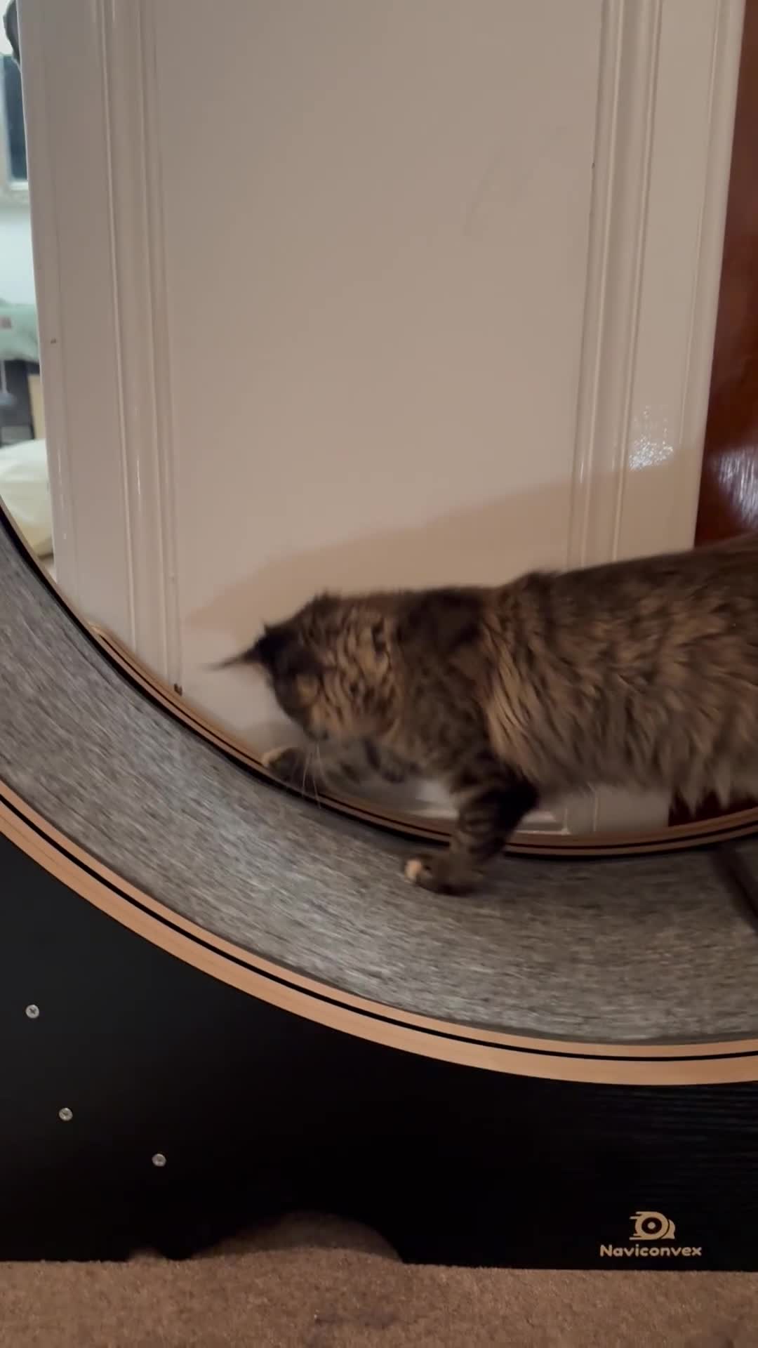 Maine Coon cats for sale: 🐾Only 1 Maine Coon Girl Still Available🐾 - Video 1