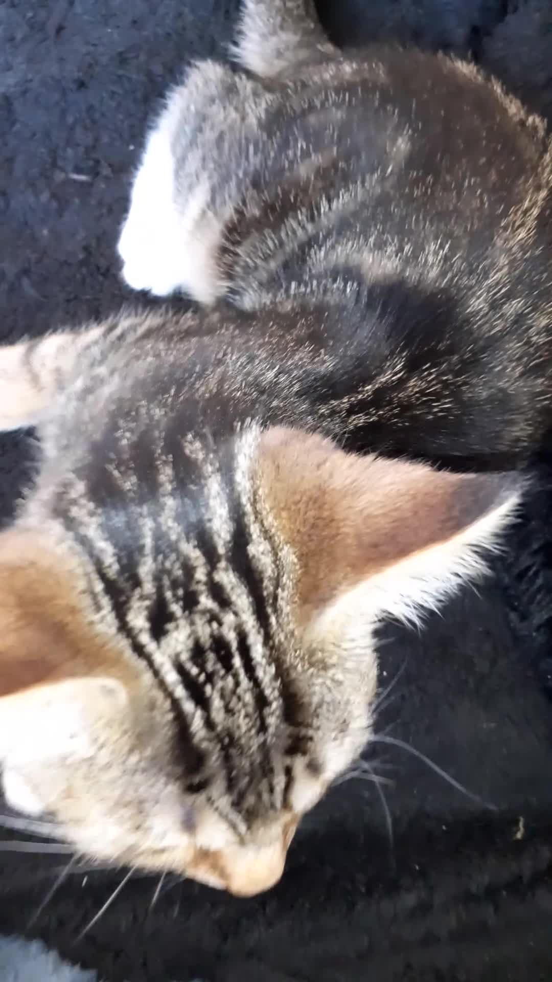 Mixed Breed cats for sale: Kitten - Video 1