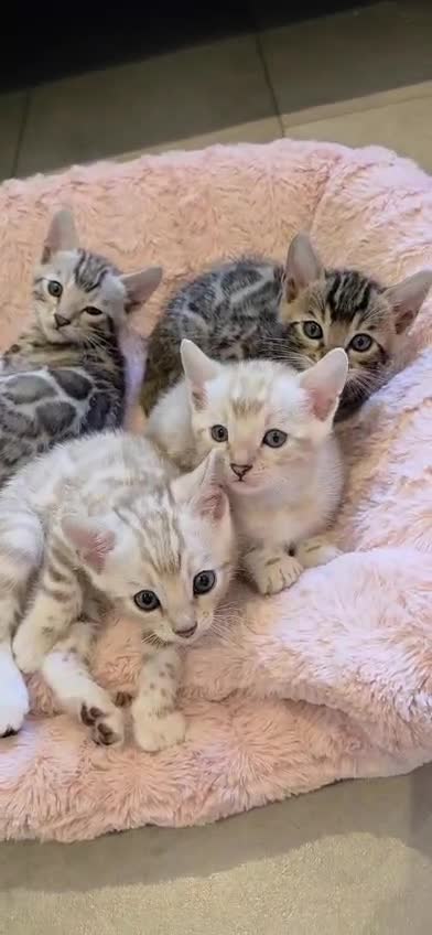 Bengal cats for sale: Pure Bengals Stunning Colour-ready for rezervation - Video 4