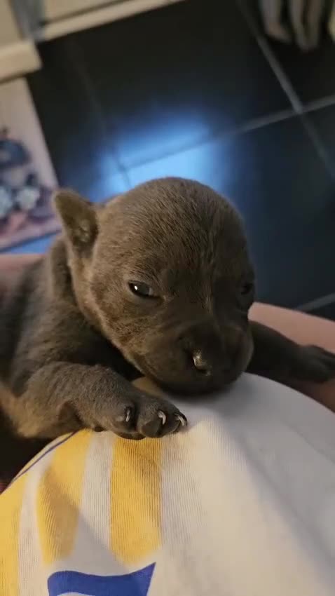 Staffordshire Bull Terrier dogs for sale: KC & DNA Tested Blue Staffordshire Bull Terriers - Video 2