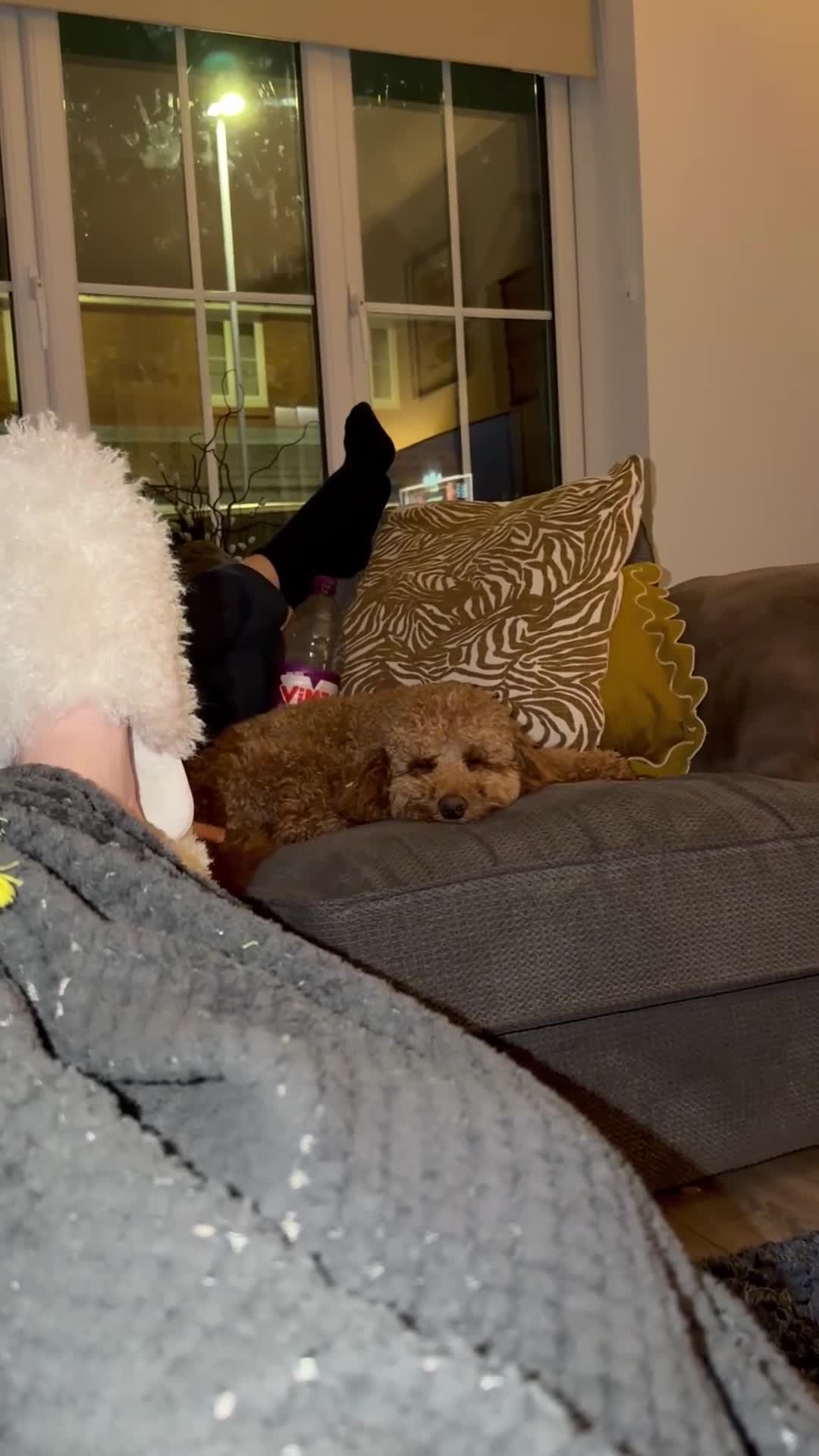 Cavapoo dogs for stud: ALBIE – F1B CAVAPOO STUD AVAILABLE  in Warrington - Video 1