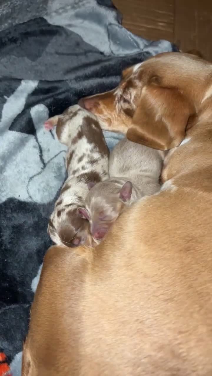 Dachshund dogs for sale: Miniature dachshund  - Video 2