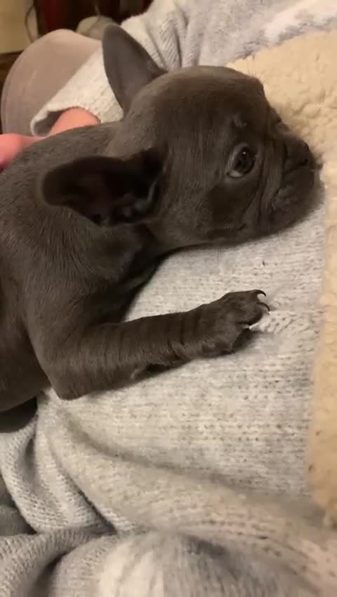 French Bulldog dogs for sale: QUALITY SOLID BLUE FRENCH BULLDOG PUPPIES  - Video 1