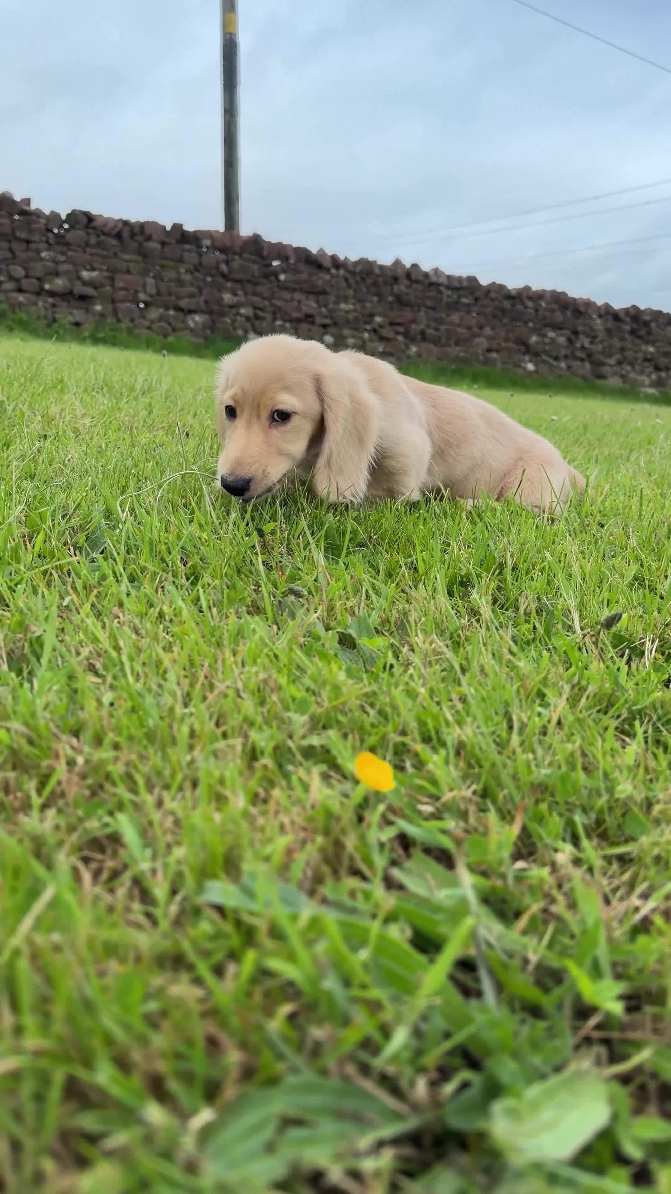 Miniature Dachshund dogs for sale: Cream Kc miniature dachshund boy fully jabbed.  - Video 2