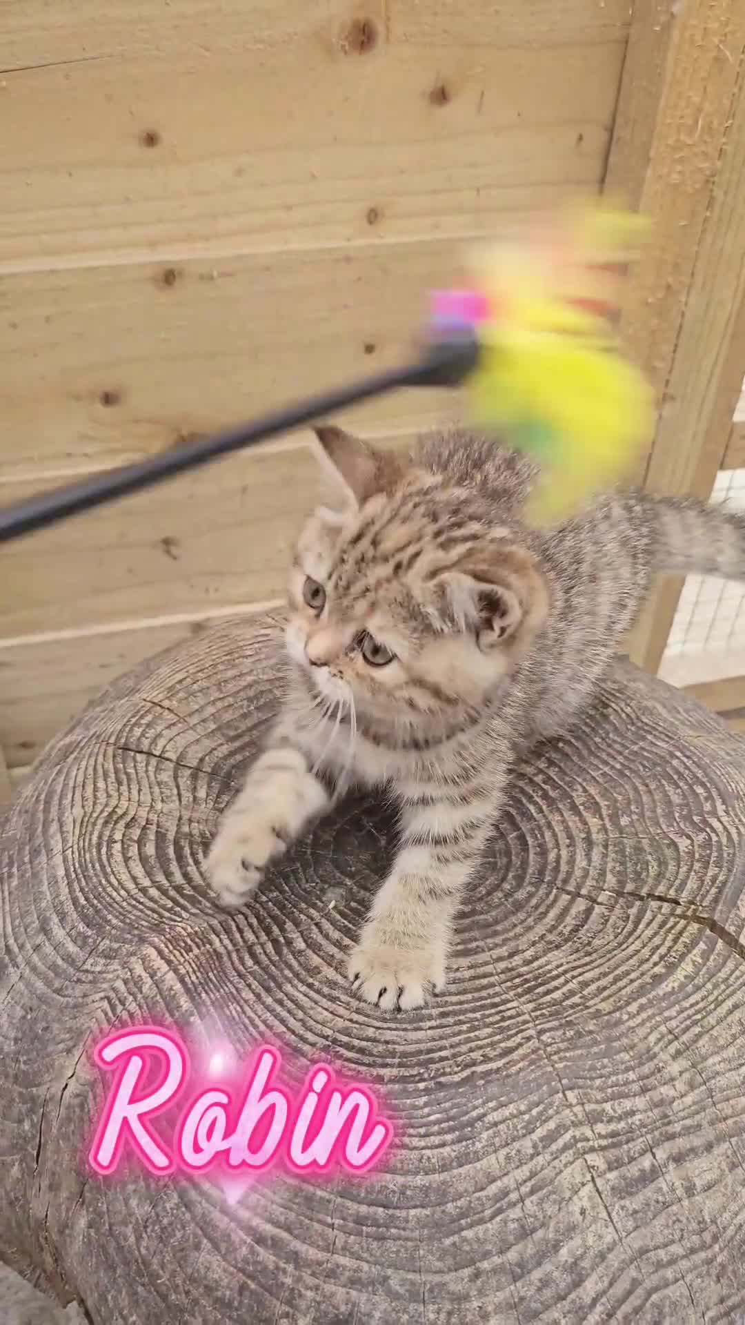 British Shorthair cats for sale: 🧡 3 Cute Tabby British Cuties 🧡 - Video 2