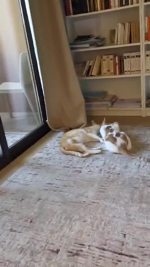 Mixed Breed cats for adoption: [Indoors Only] Kitkat and Eevee! Affectionate pair - Video 1