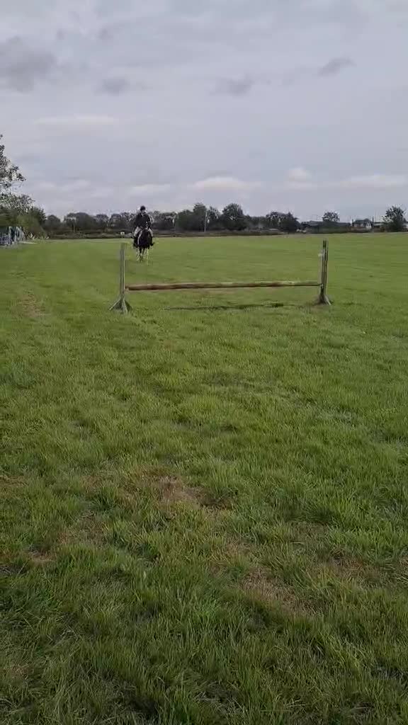 American Standardbred horses for sale: Beautiful 14.2 Gelding - project  in Nottingham - Video 1