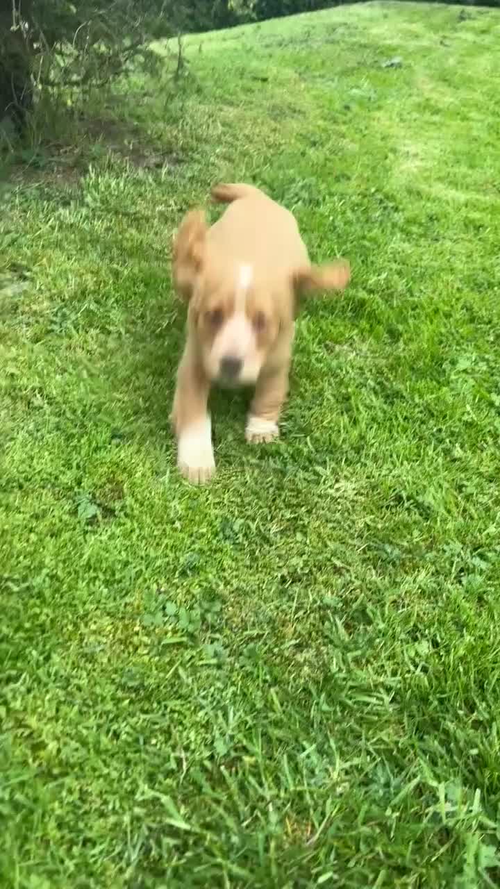 Cocker Spaniel dogs for sale: Ready to leave working cocker spaniel pup  - Video 1