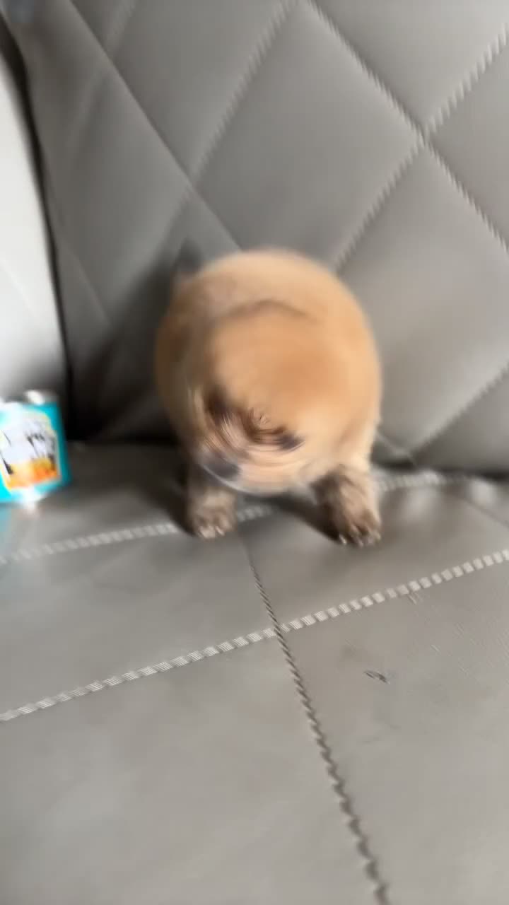 Pomeranian dogs for sale: Pomeranian  - Video 2