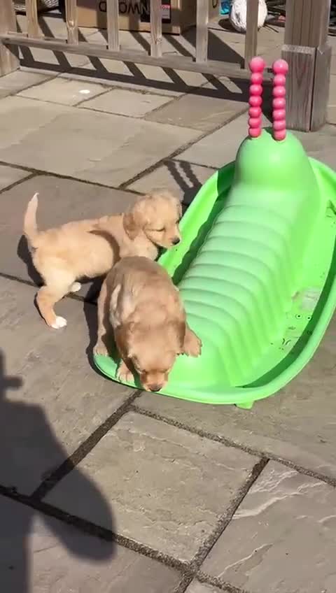 Golden Retriever dogs for sale: KC Registered Golden Retriever Puppies - Video 1